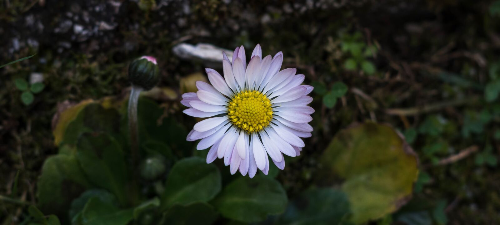Pentax smc DA 50mm F1.8 sample photo. Nature, flora, flower photography