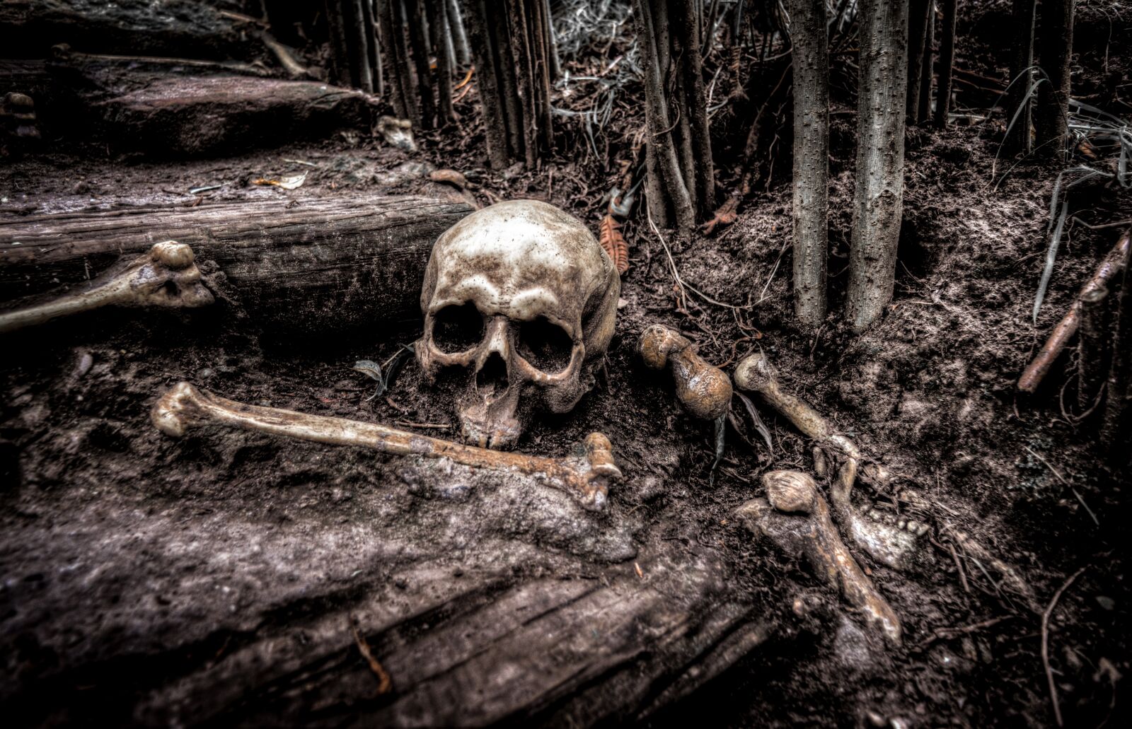 Nikon D610 sample photo. Skull, bones, skeleton photography