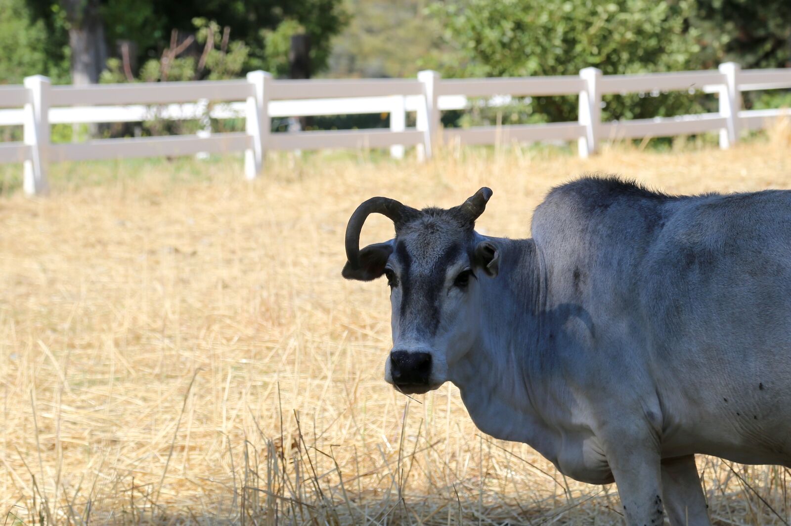 Canon EOS 6D + Canon EF 24-105mm F4L IS USM sample photo. Zebu, cow, livestock photography