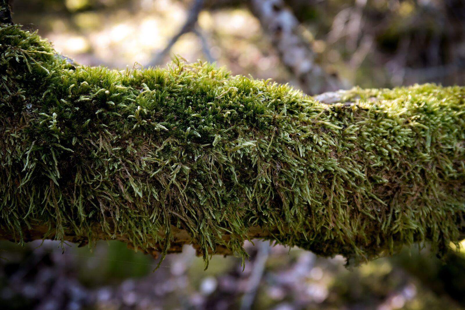 Canon PowerShot G7 X Mark II sample photo. Moss, forest, closeup photography