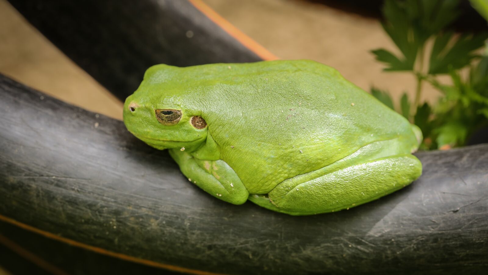 Canon EF 100mm F2.8L Macro IS USM sample photo. Frog, tree frog, amphibians photography