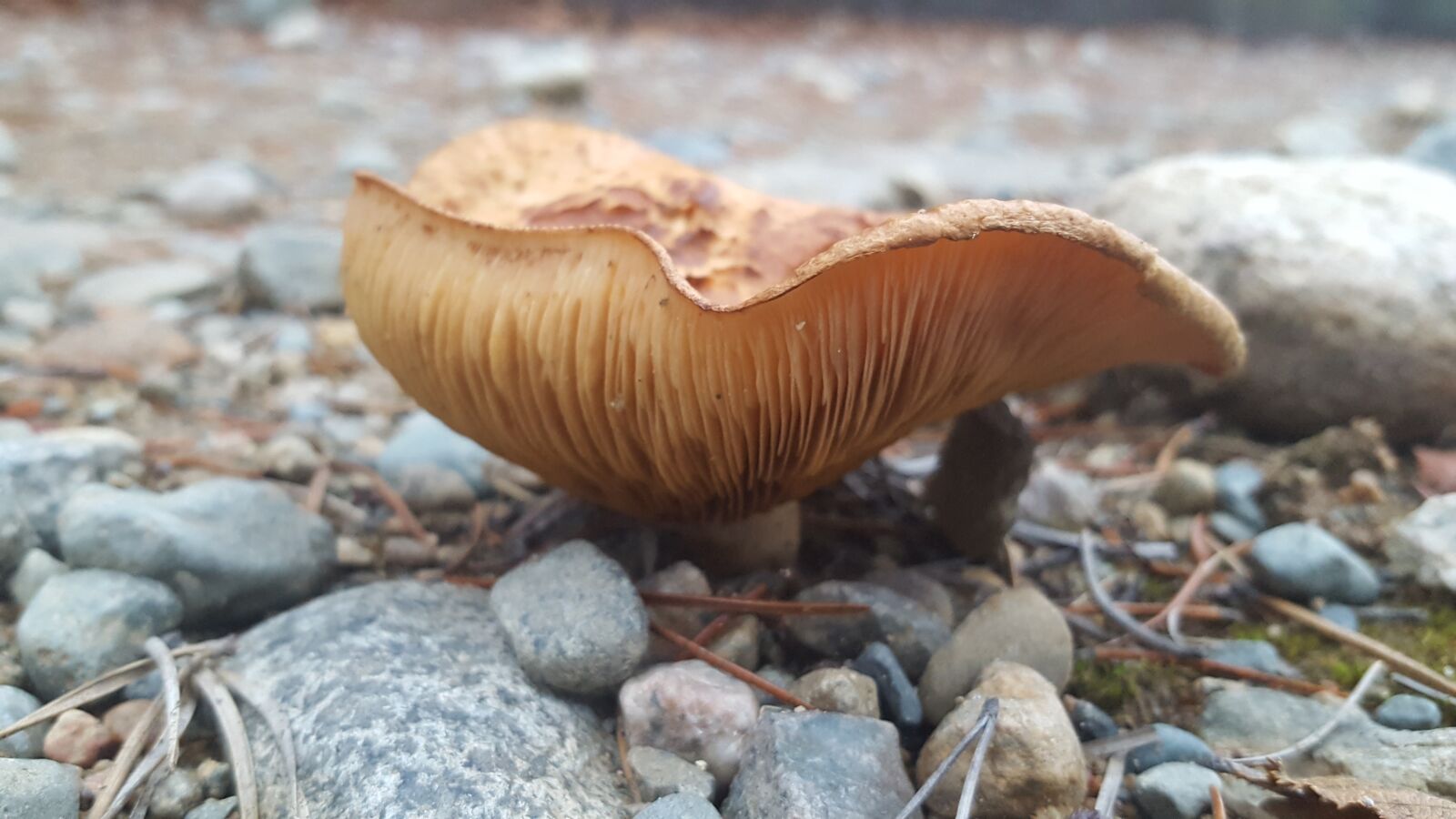 Samsung Galaxy S6 sample photo. Mushroom, nature, forest photography
