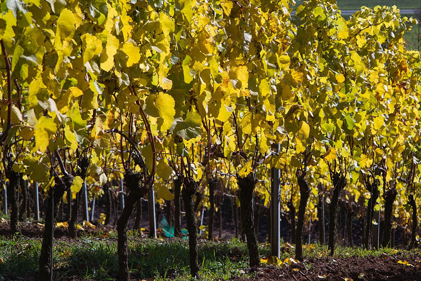 Canon EOS 7D sample photo. Autumn, leaves, fall leaves photography