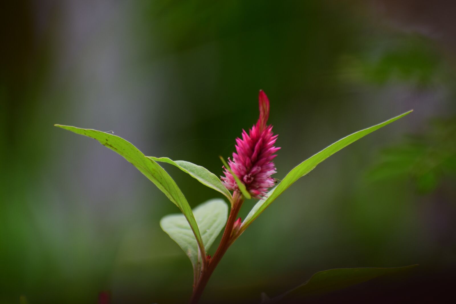 Nikon D5300 sample photo. Nature, leaf, flora photography