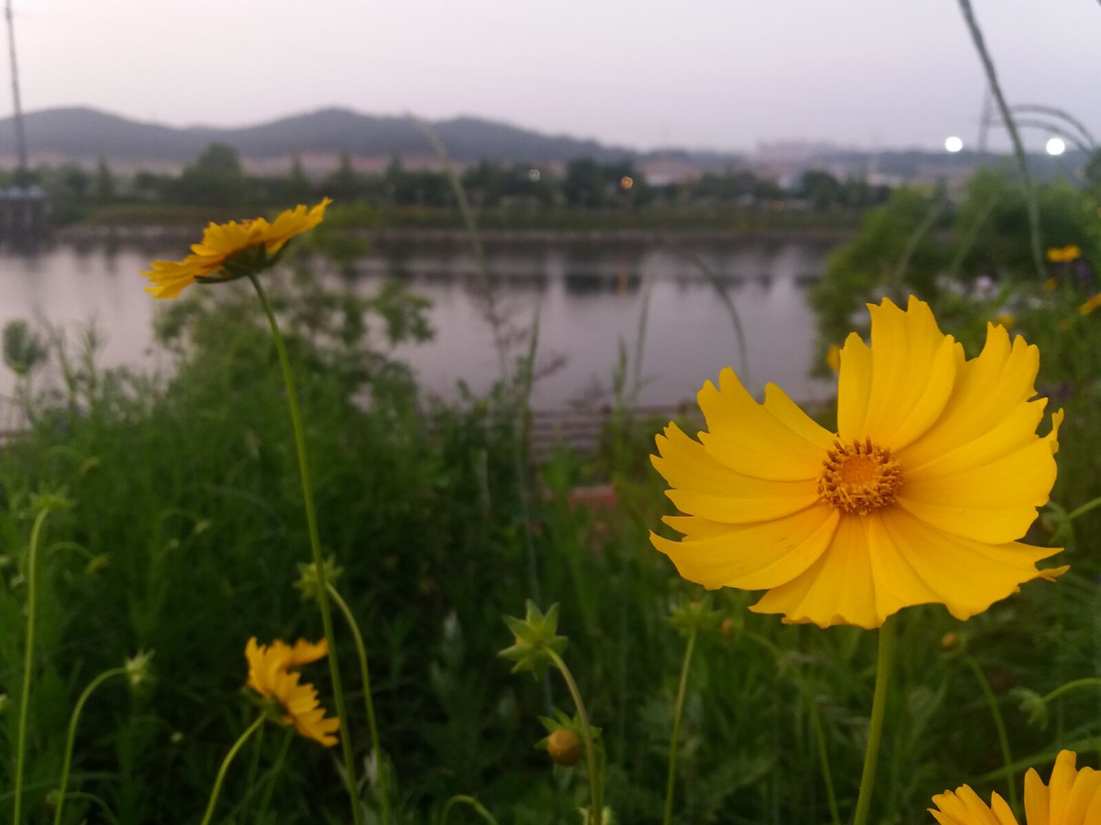 Samsung Galaxy J5(2016) sample photo. Summer, riverside, summer flowers photography