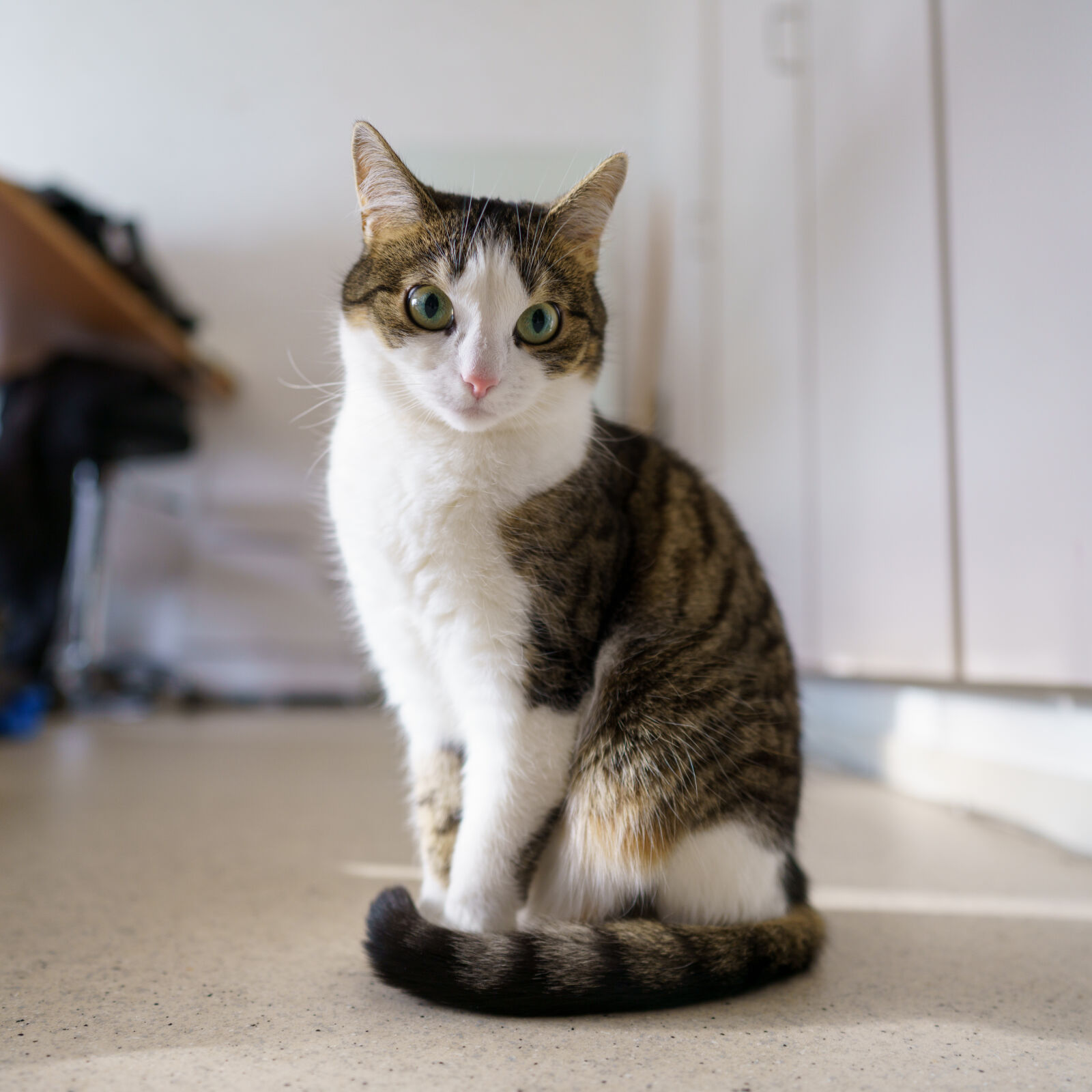 Sony a7R IV sample photo. Cat waiting photography
