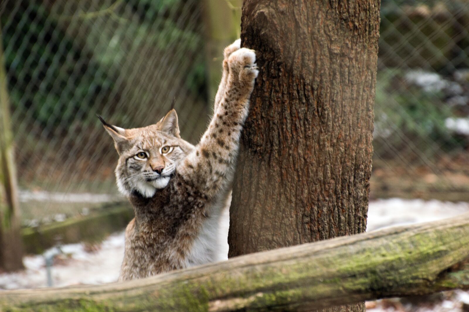 Nikon D3200 sample photo. Nature, animal, animal world photography