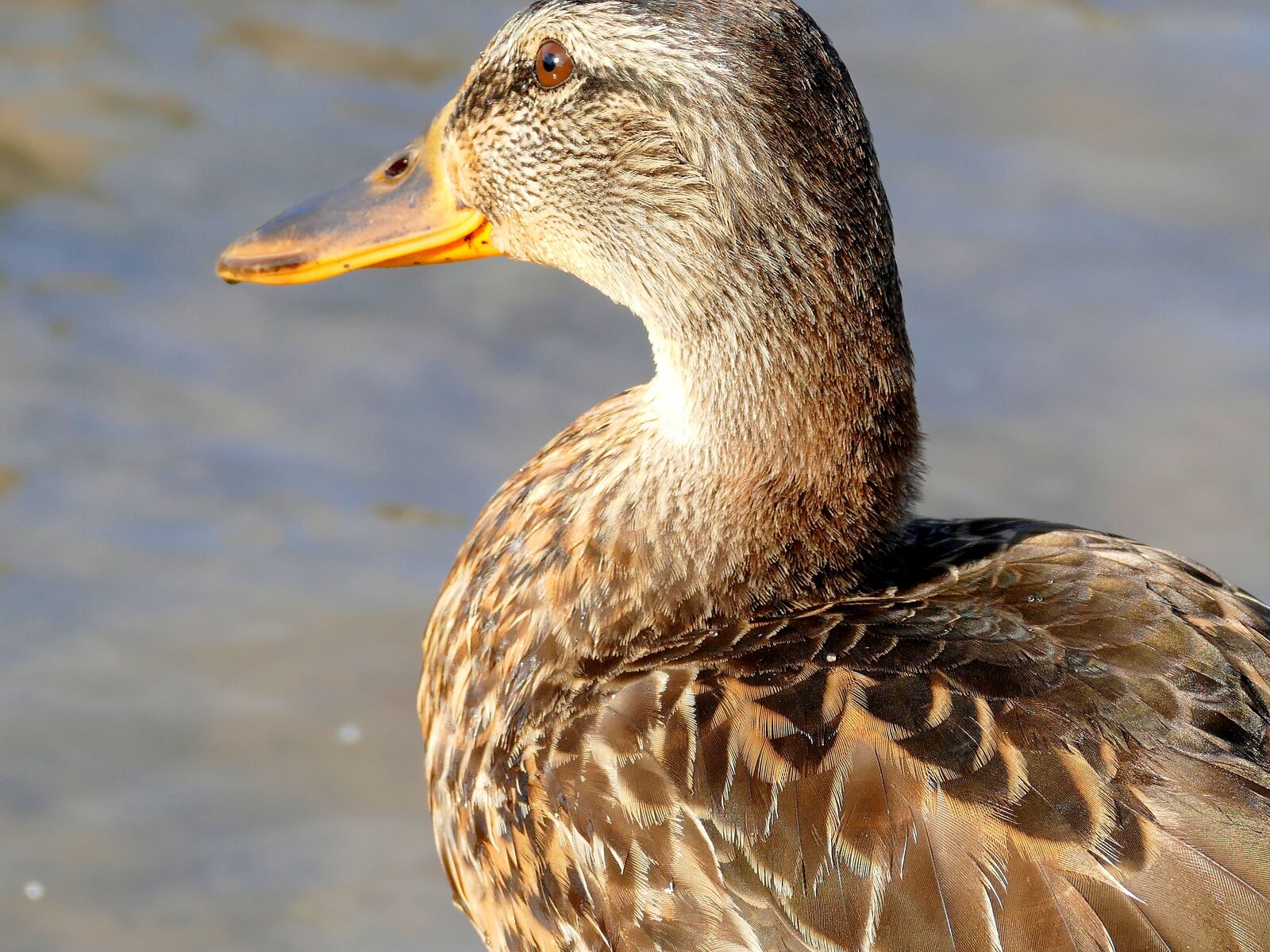 Panasonic Lumix DMC-FZ1000 sample photo. Duck, water bird, bird photography