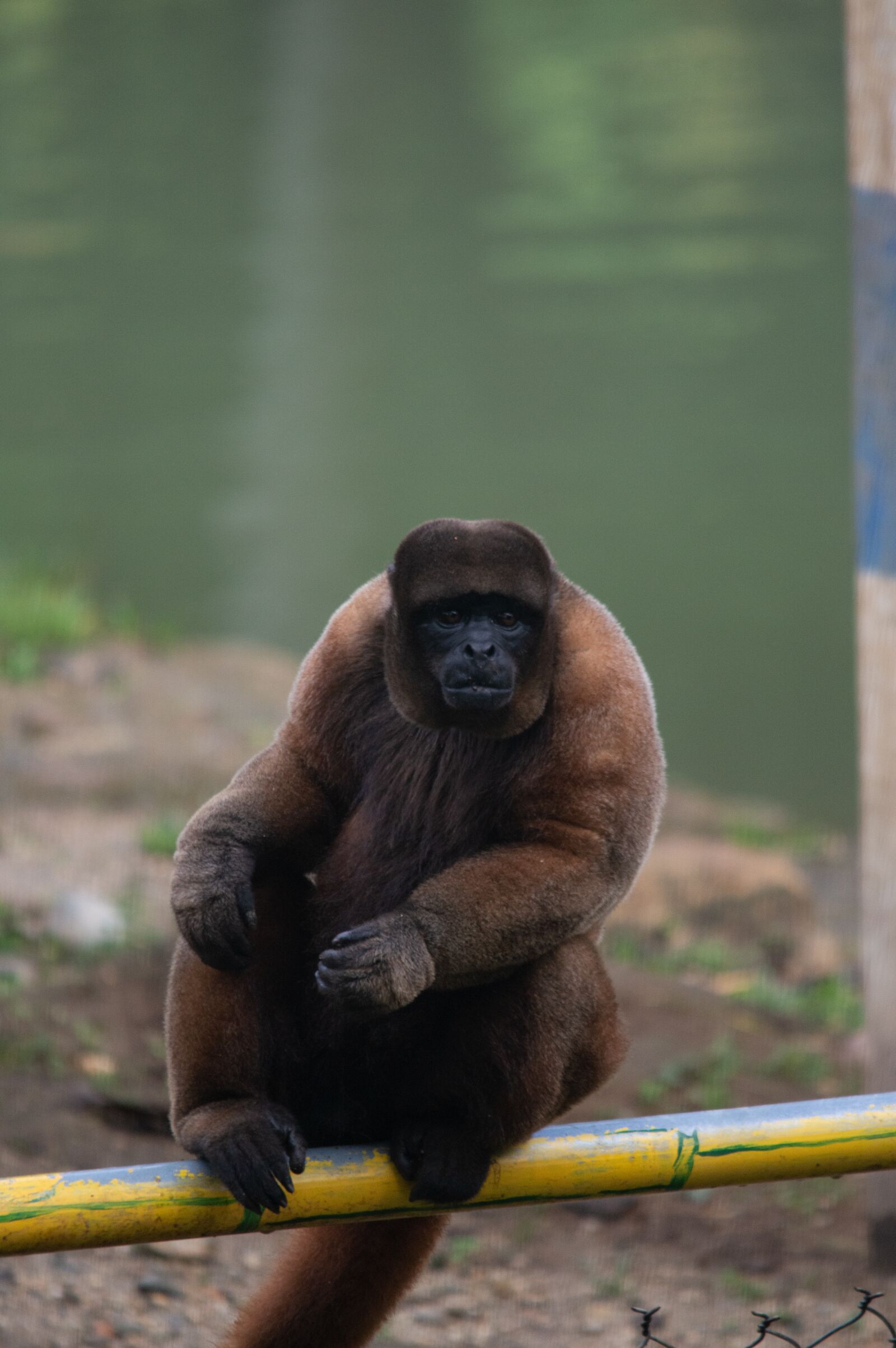 Nikon D3200 sample photo. Monkey, nature, animal photography