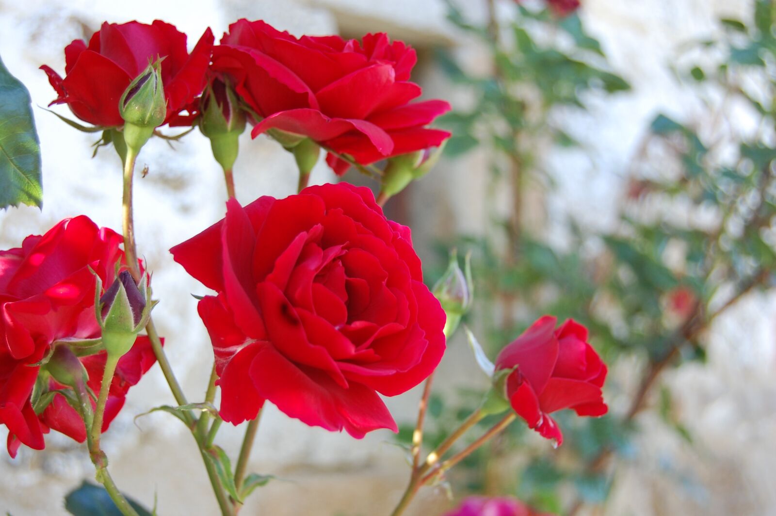 Nikon D40 sample photo. Rose, red, red rose photography