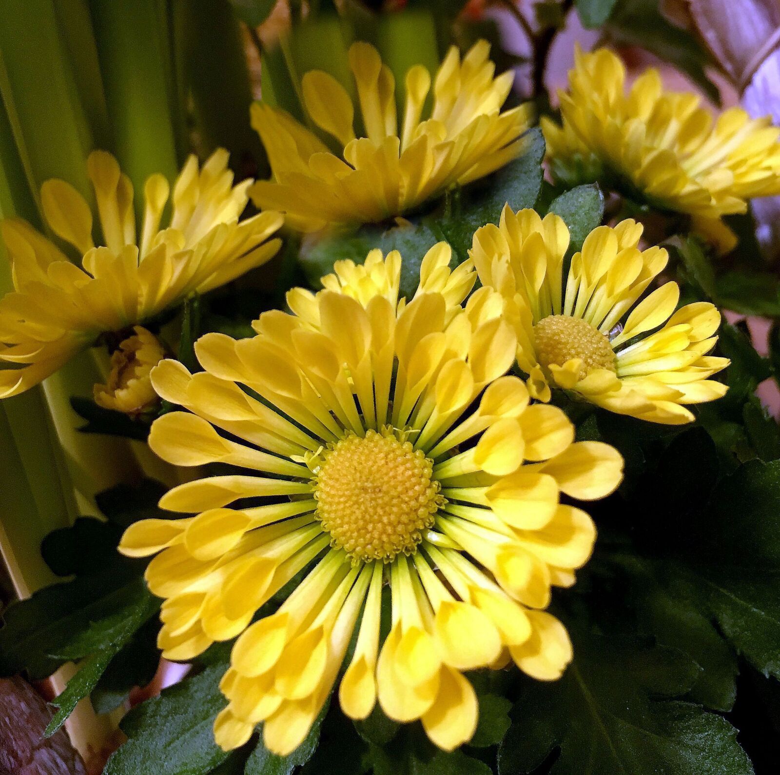 Apple iPhone 6s sample photo. Flowers, yellow, close up photography