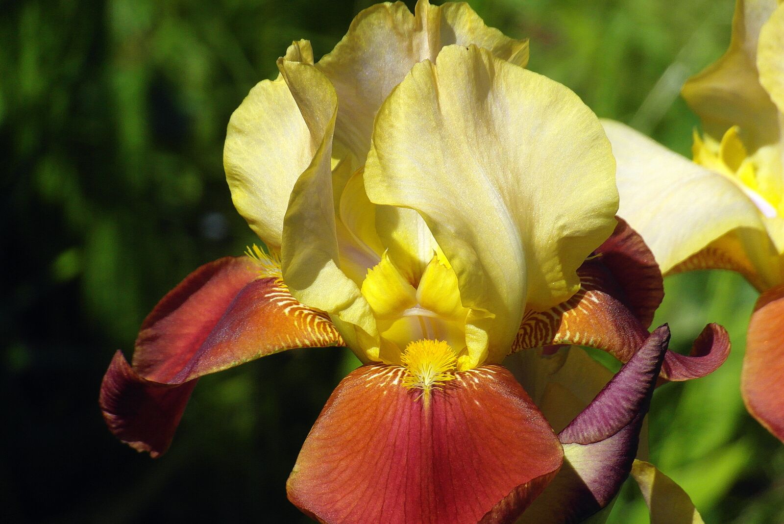 Samsung WB750 sample photo. Iris, flower, lily photography