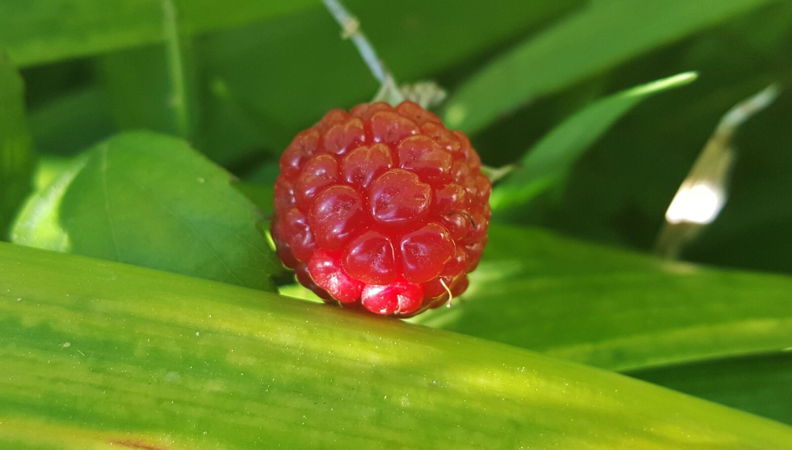 Samsung Galaxy Note5 sample photo. Blackberry, blackberry bush, berry photography