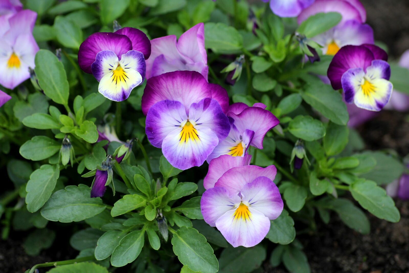 Canon EOS 1200D (EOS Rebel T5 / EOS Kiss X70 / EOS Hi) sample photo. Pansies, violet, flowers photography
