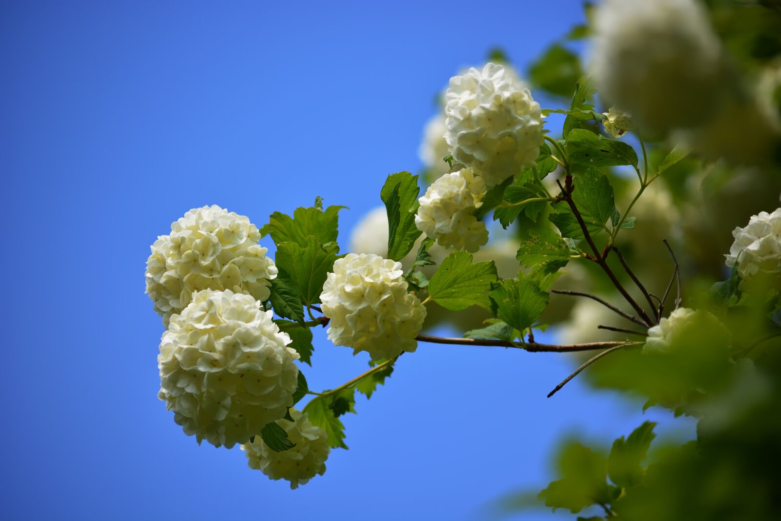 Nikon D5200 sample photo. Flowers, spring, white photography
