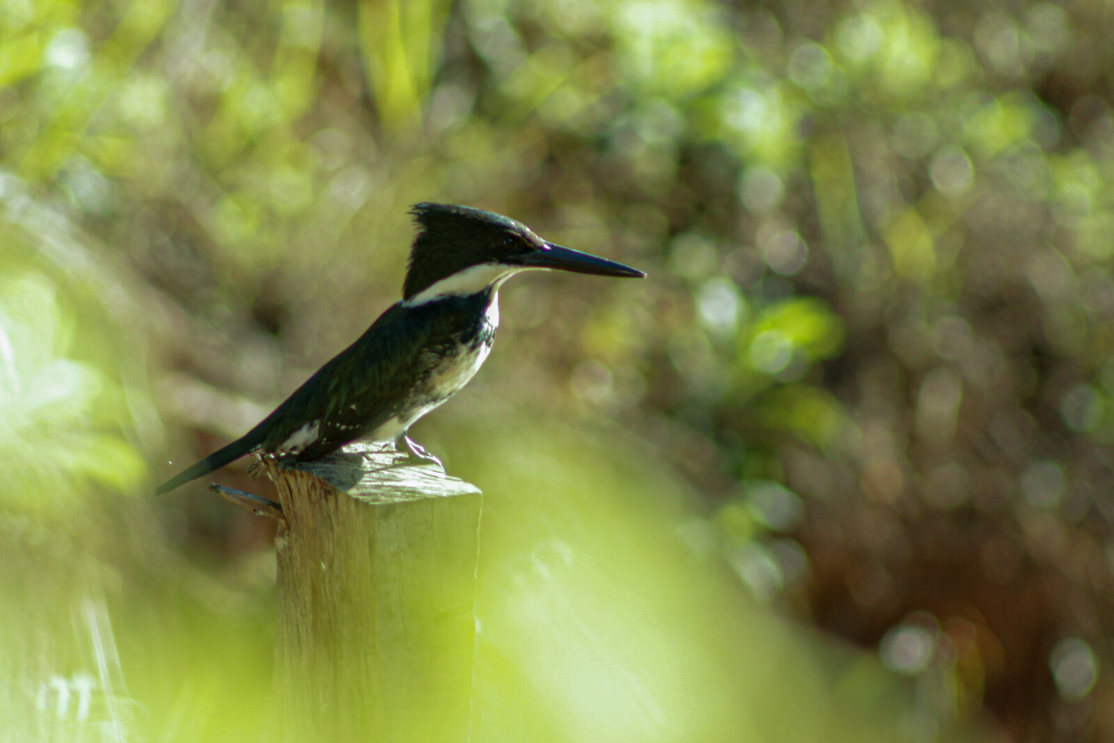 Canon EF 75-300mm f/4-5.6 sample photo
