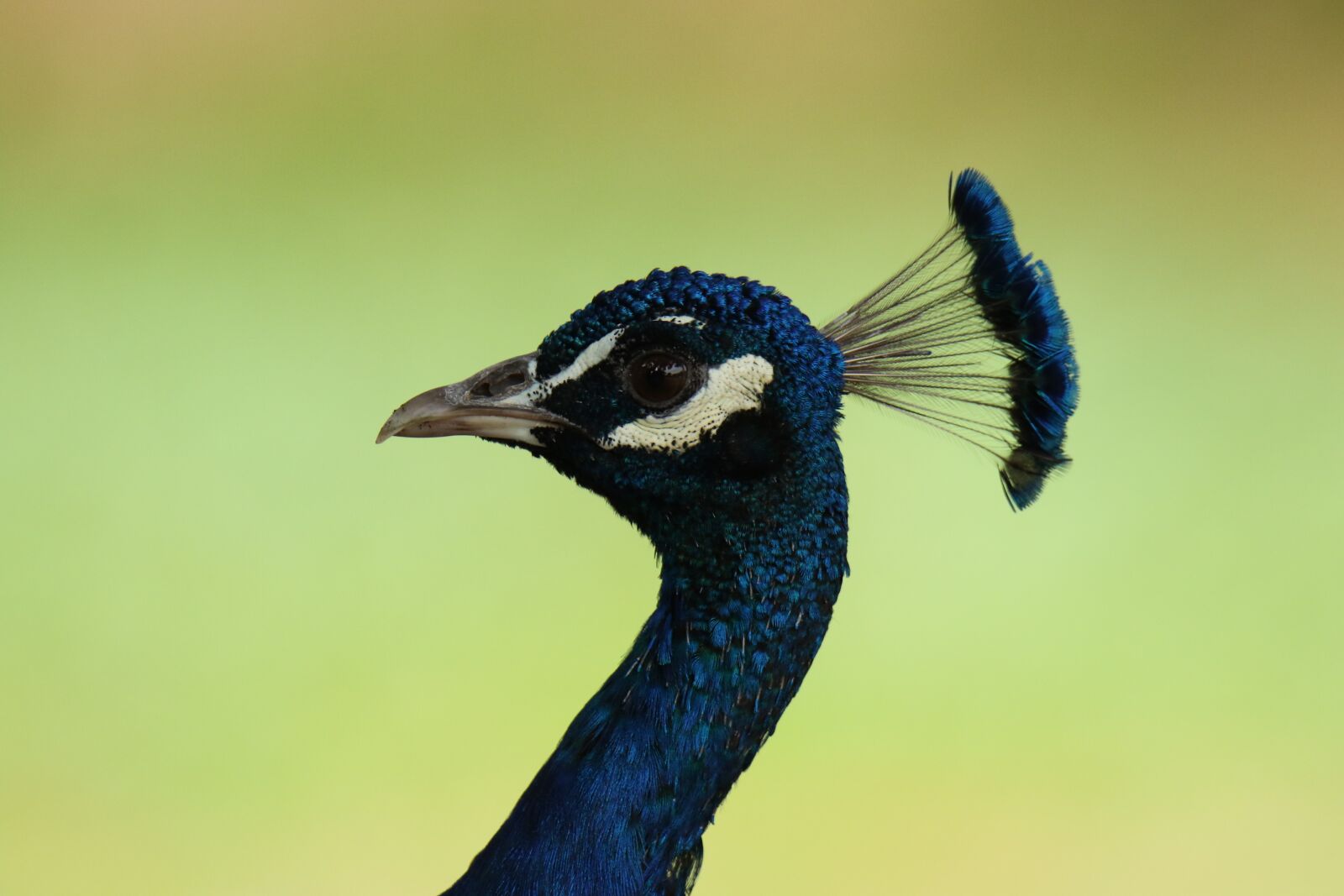 Canon EOS 7D Mark II sample photo. Peacock, bird, close up photography