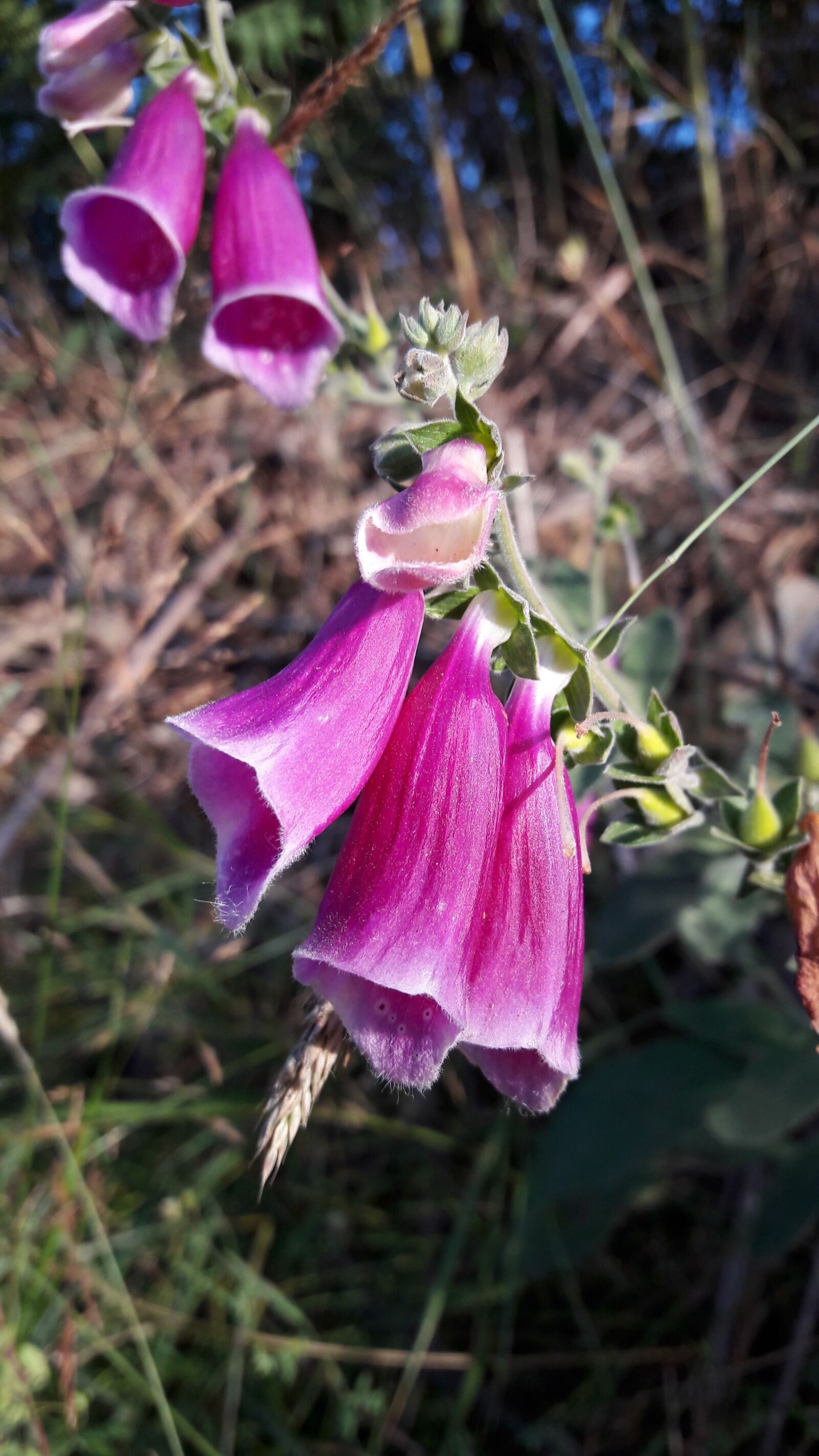 Samsung Galaxy A5(2016) sample photo. Nature, flower, color photography