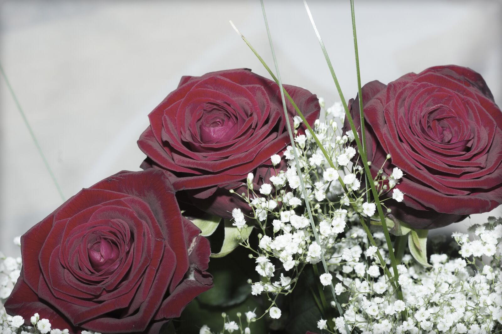 Nikon D7100 sample photo. Roses, flowers, blossom photography