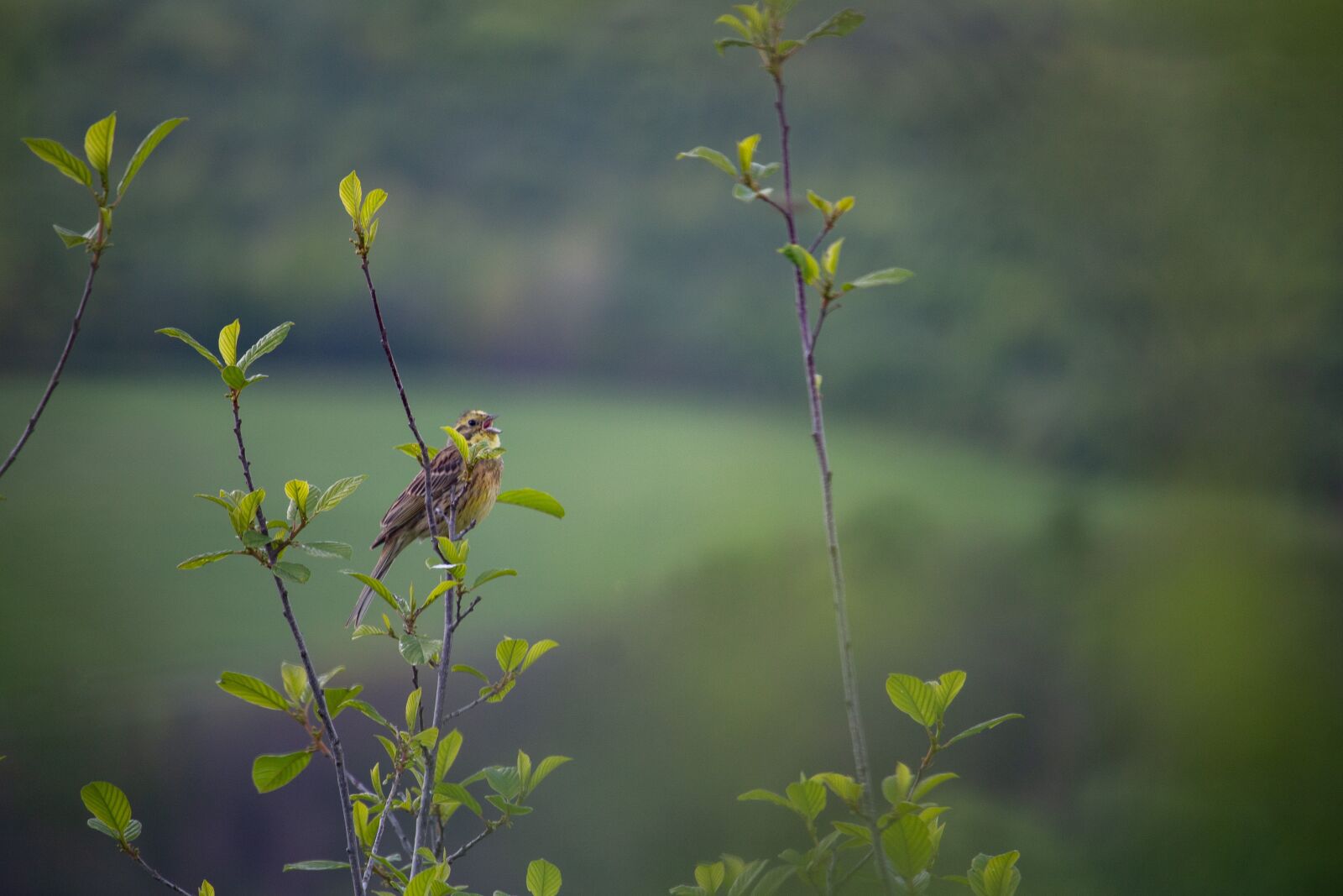 Canon EOS 100D (EOS Rebel SL1 / EOS Kiss X7) sample photo. Yellowhammer, songbird, nature photography