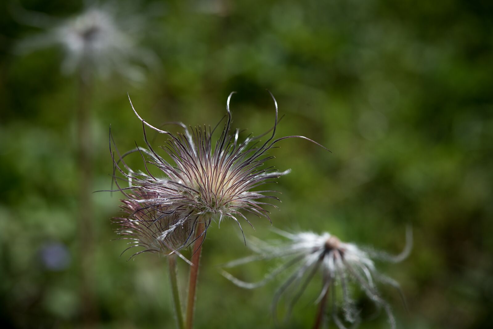 Nikon D750 sample photo. Withered anemone, anemone, faded photography