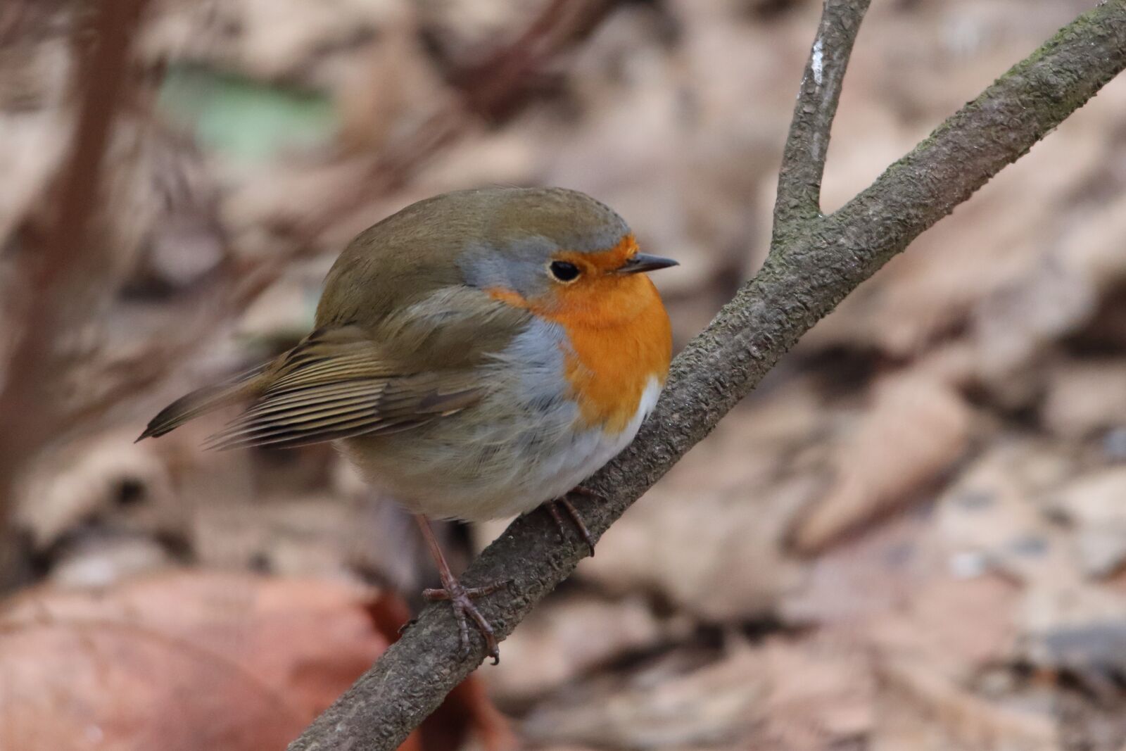 Canon EOS 700D (EOS Rebel T5i / EOS Kiss X7i) sample photo. Red goblets, bird, songbird photography