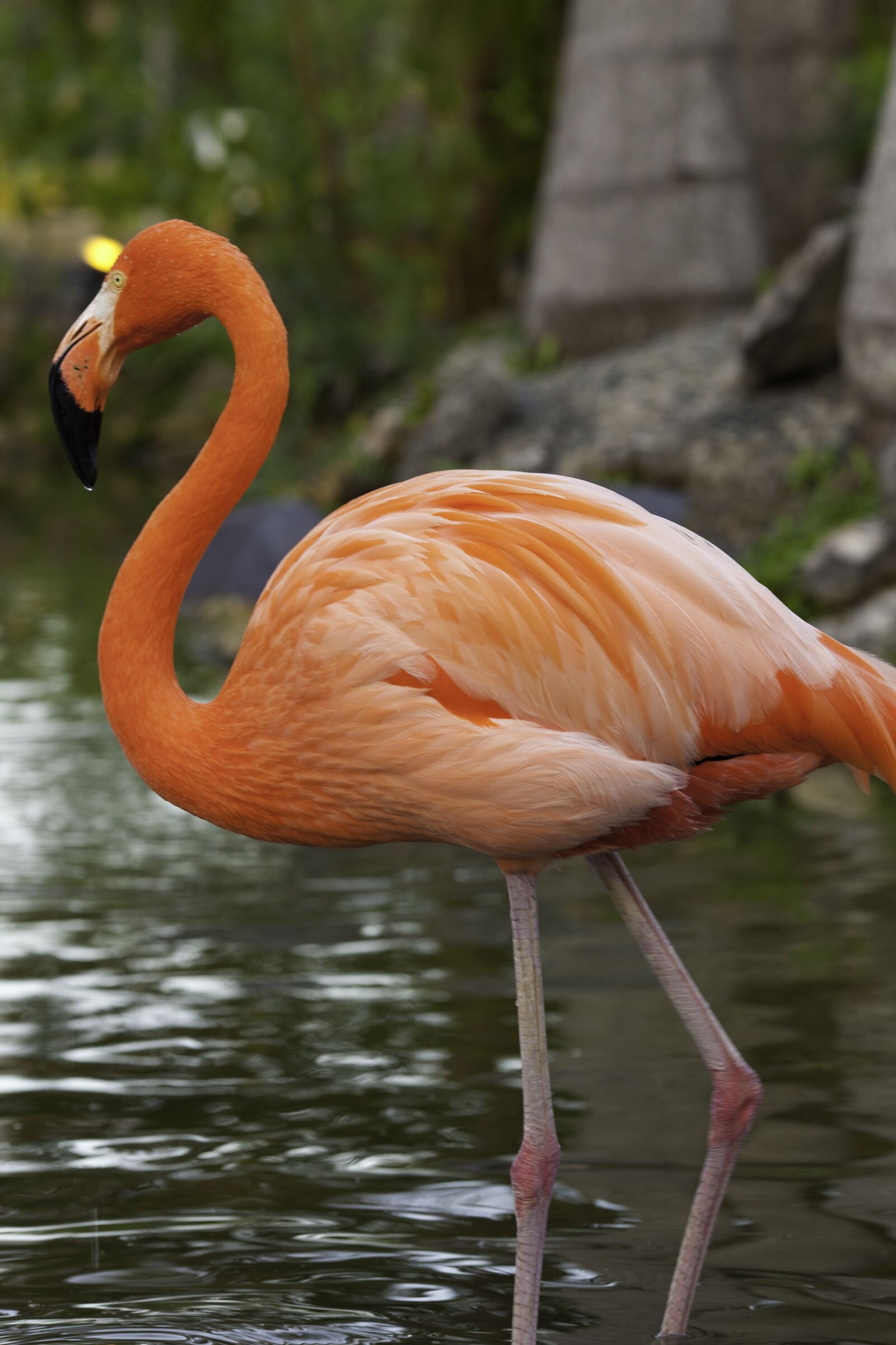 Canon EOS 5D Mark II sample photo. Flamingo, bird, pink flamingo photography