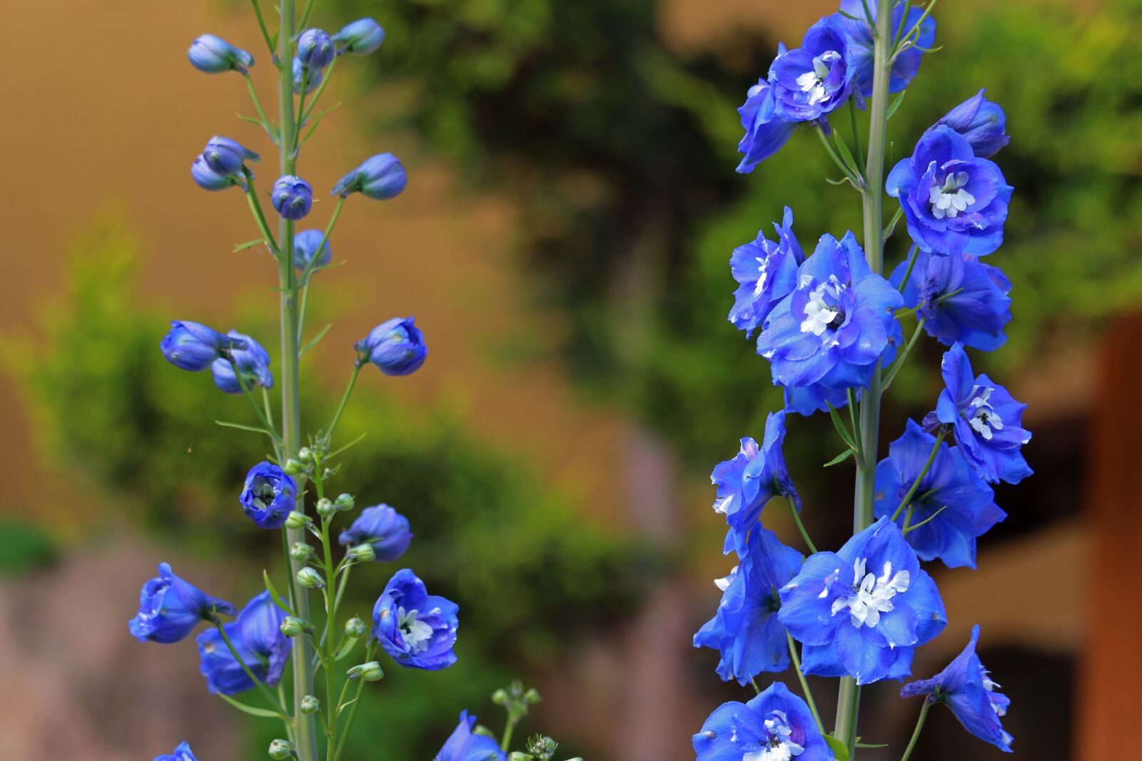 Canon EOS 700D (EOS Rebel T5i / EOS Kiss X7i) sample photo. Larkspur, garden plant, garden photography