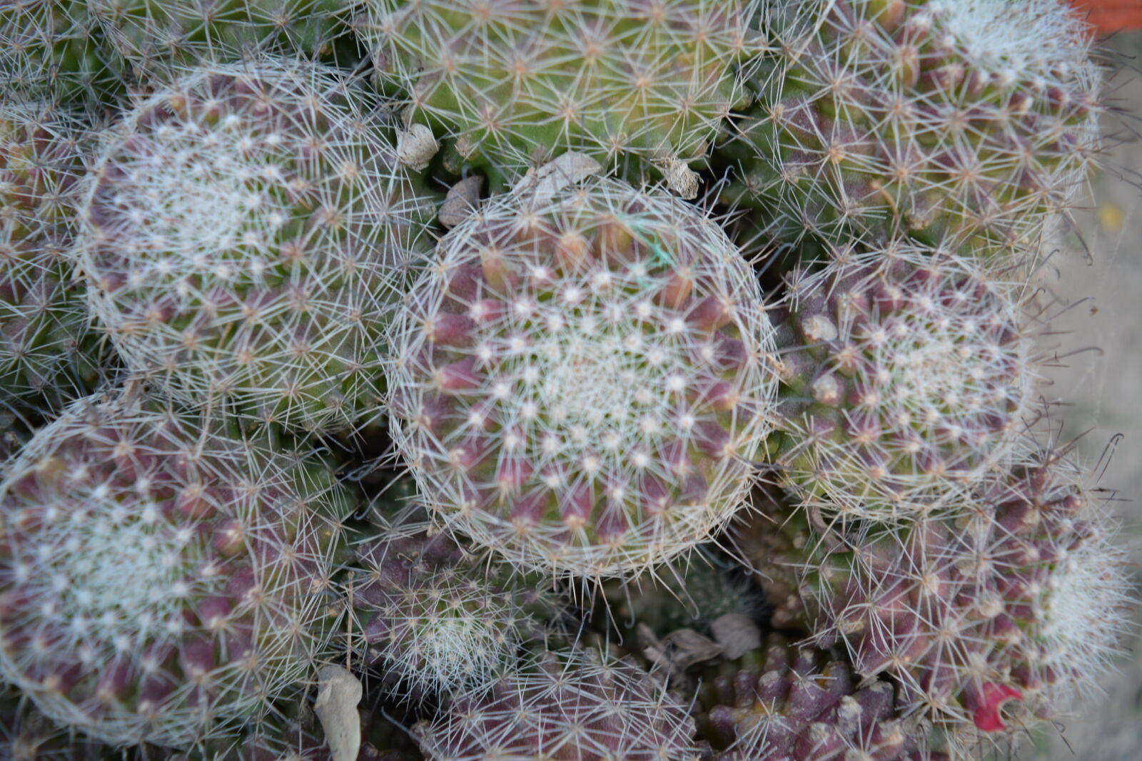Nikon D5200 sample photo. Cacti, cactus, fractals, nature photography