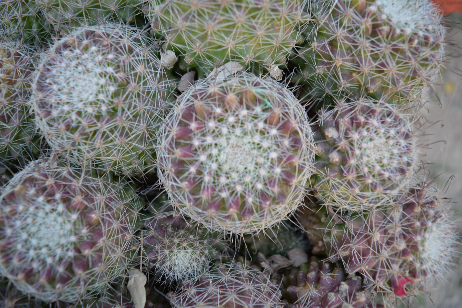 Nikon D5200 + Nikon AF-S DX Nikkor 18-55mm F3.5-5.6G VR II sample photo. Cacti, cactus, fractals, nature photography