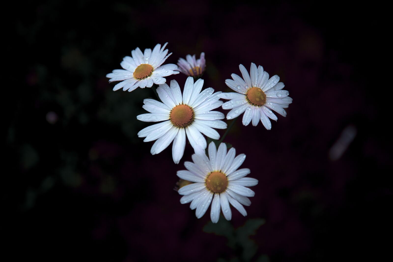 Canon EF 24-105mm F4L IS USM sample photo. Gujeolcho, their mums, flowers photography