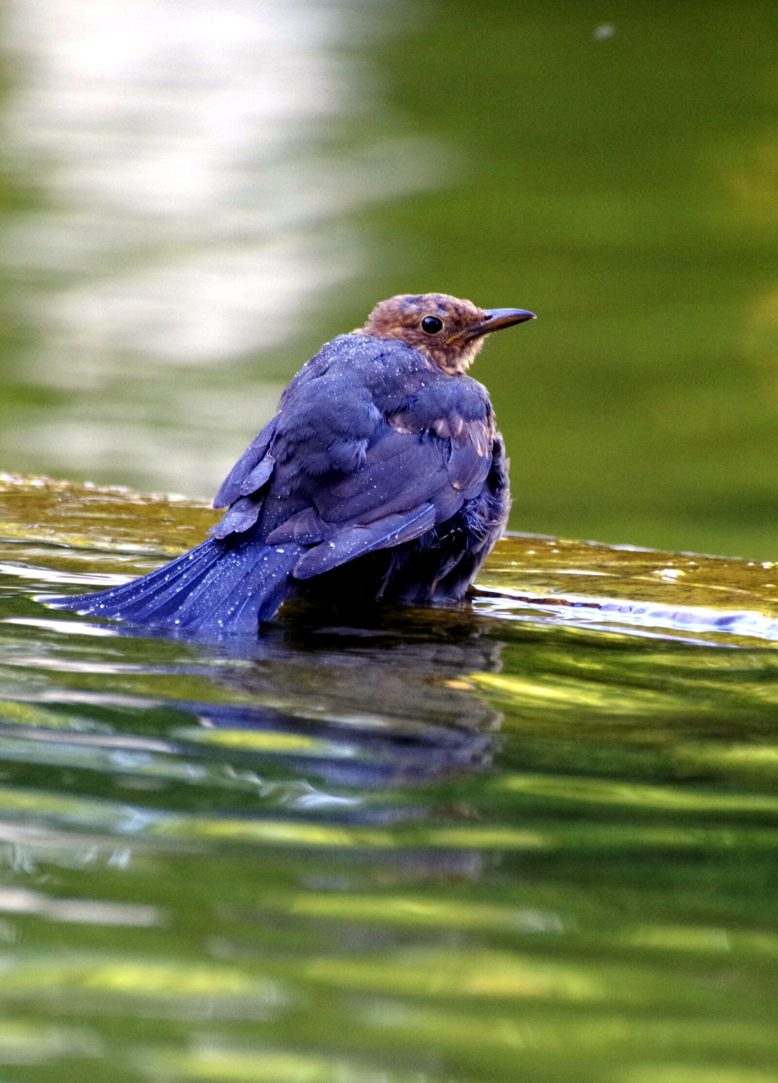 Pentax K-30 sample photo. Bird, water, swim photography