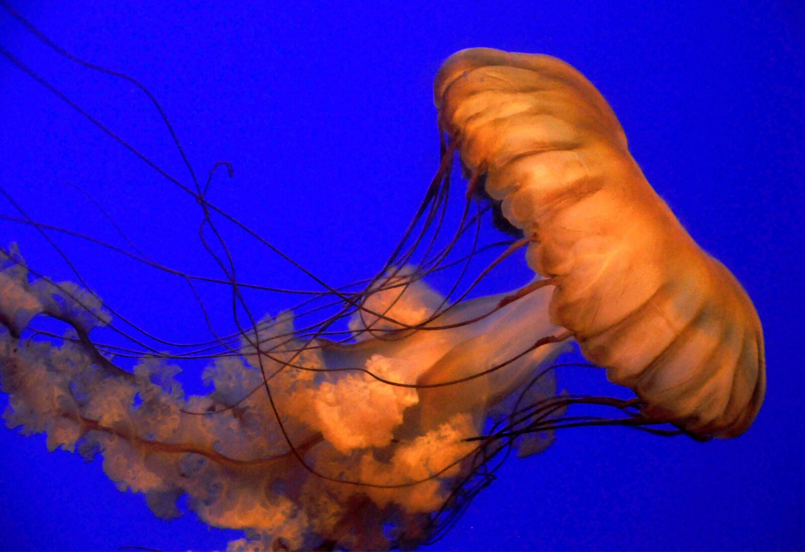 Nikon D90 sample photo. Jellyfish, red, sea photography