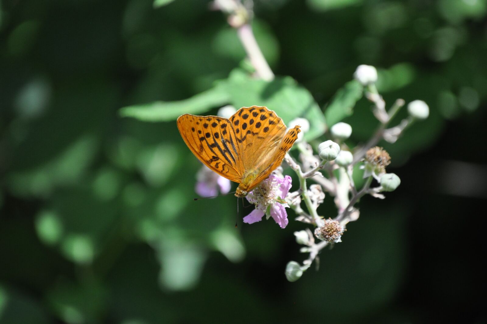Nikon D5000 sample photo. Butterfly, nature, colors photography