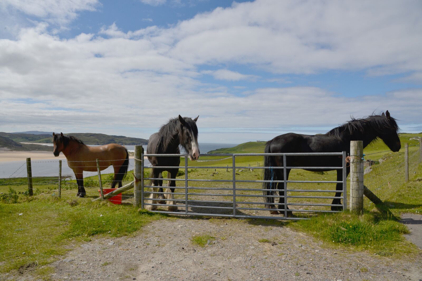 Nikon D600 sample photo. Scotland, horses, landscape photography