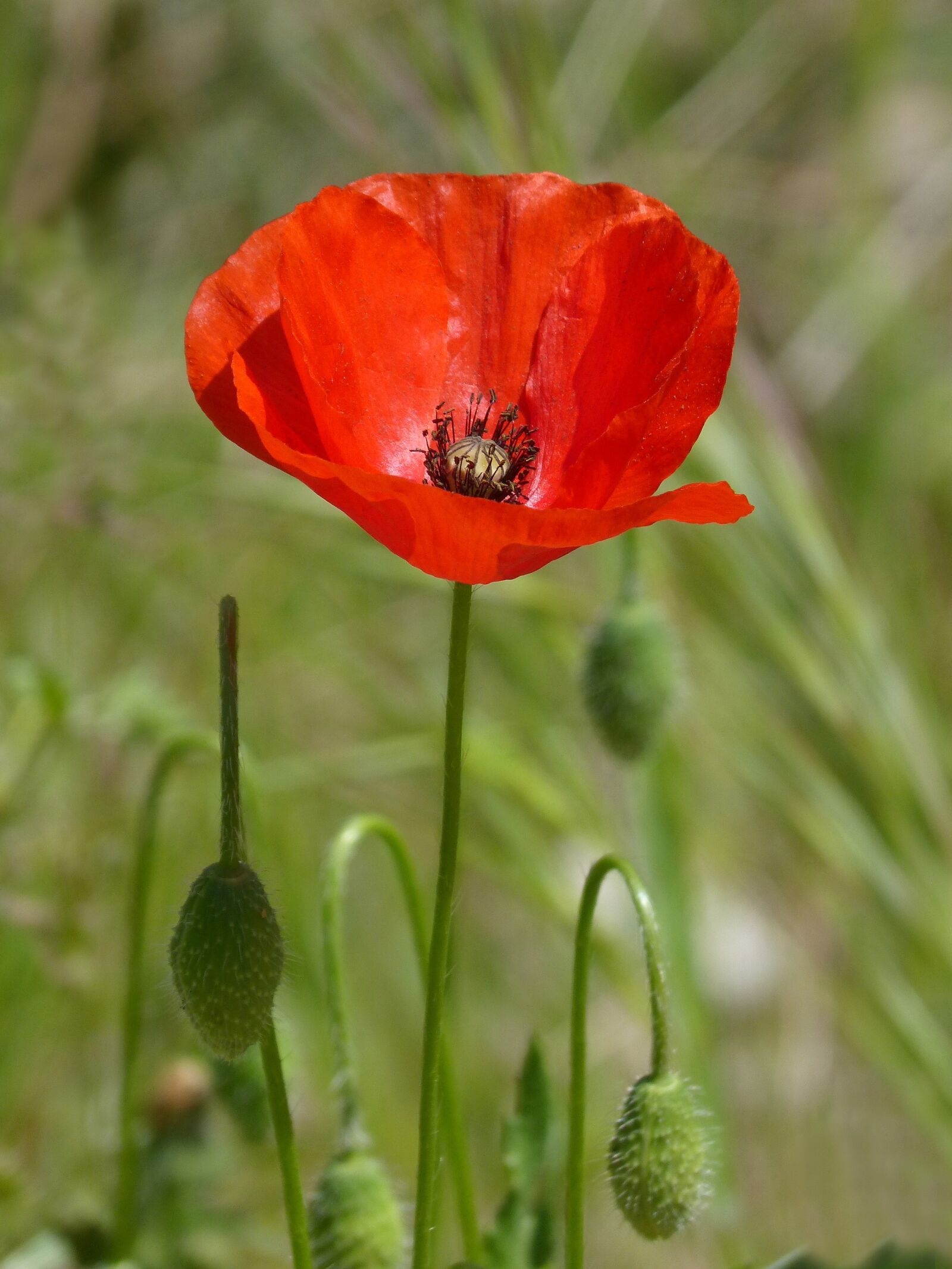 Panasonic DMC-FZ62 sample photo. Poppy, ababol, rosella photography
