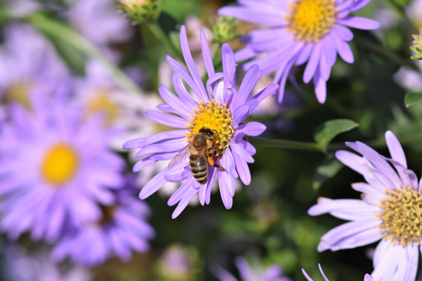 Nikon D7200 sample photo. Aster, bee, honey bee photography