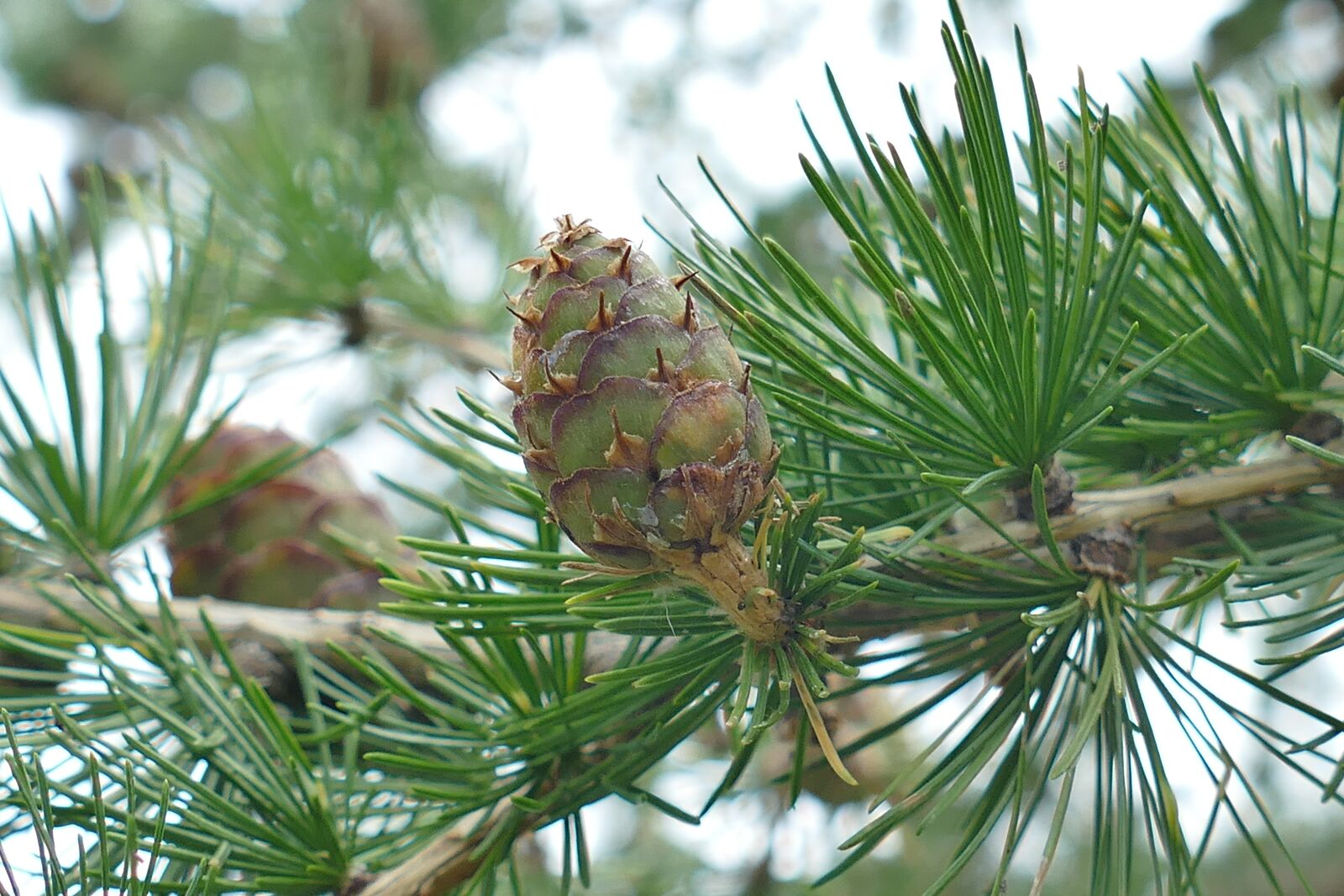 Panasonic Lumix DMC-FZ1000 sample photo. Tap, larch, nature photography