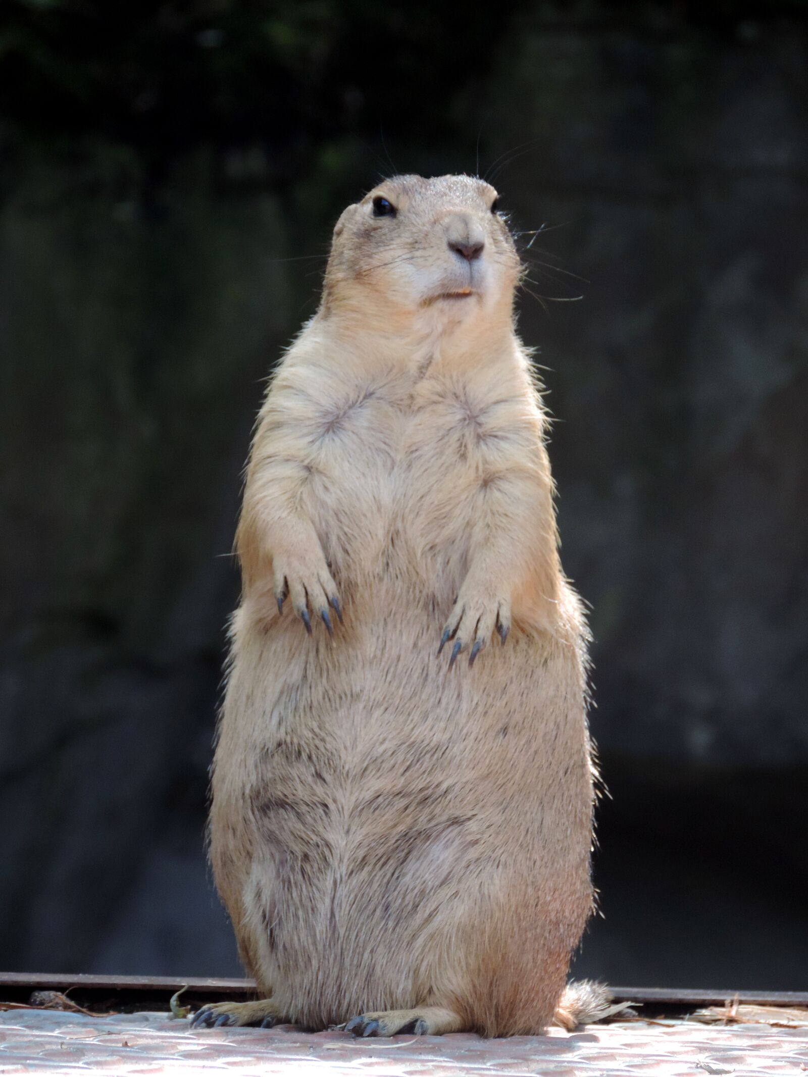 Nikon Coolpix P520 sample photo. Marmot, rodent, mankei photography