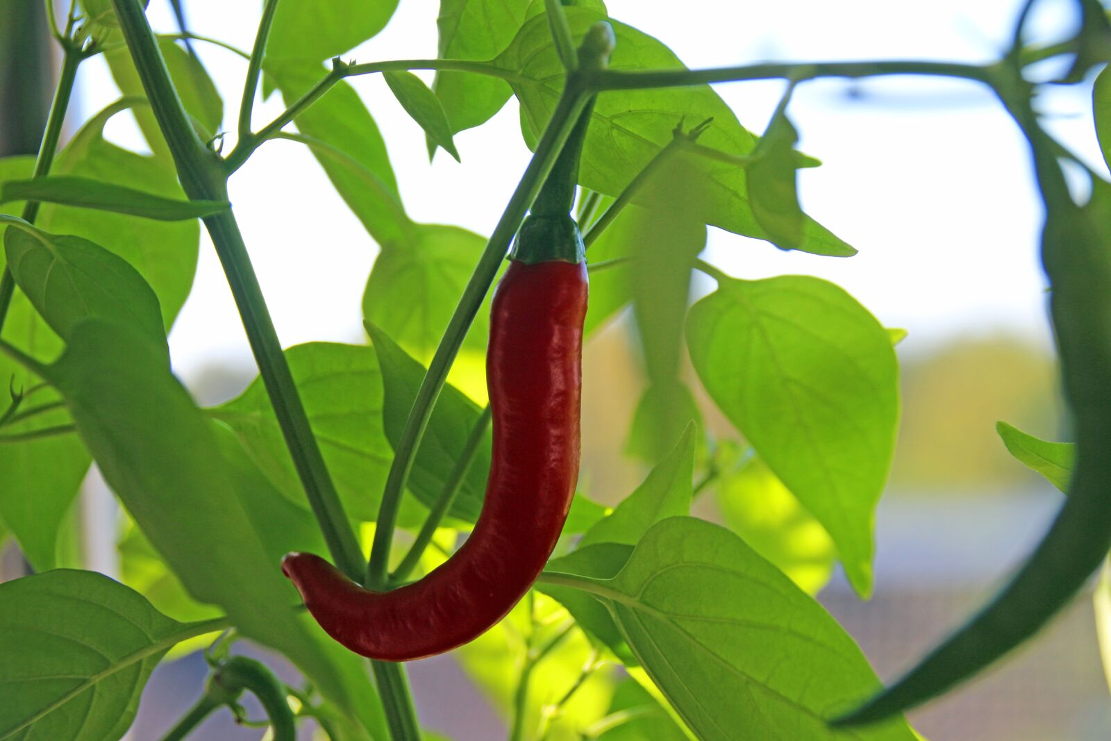 Canon EOS 700D (EOS Rebel T5i / EOS Kiss X7i) sample photo. Chili, red, sharp photography