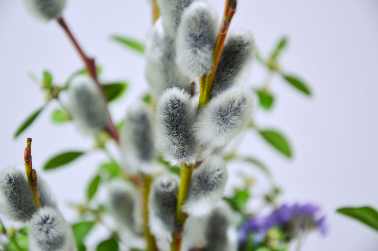 Nikon D3200 sample photo