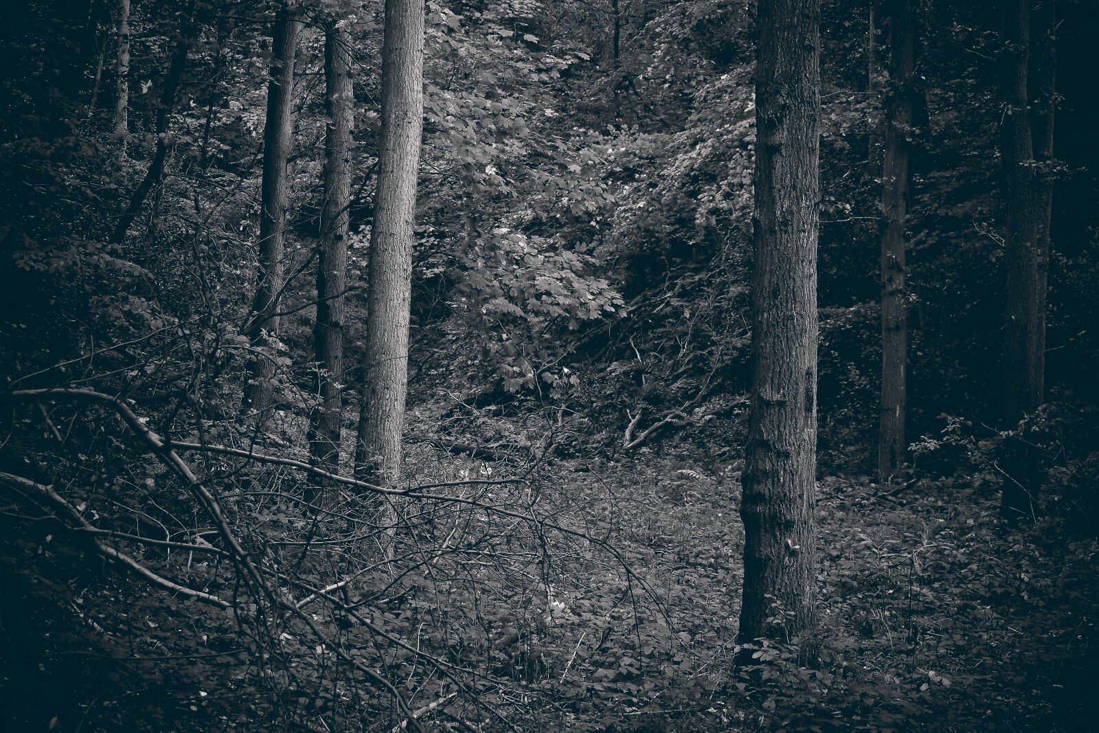 Olympus OM-D E-M10 sample photo. Forest, trees, nature photography