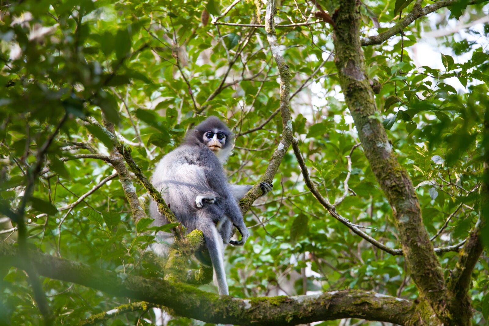 Canon EOS 5D Mark II sample photo. Wild animals, java release photography
