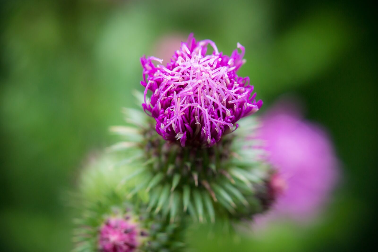 Samsung NX 50-200mm F4-5.6 ED OIS sample photo. Thistle, bud, blossom photography