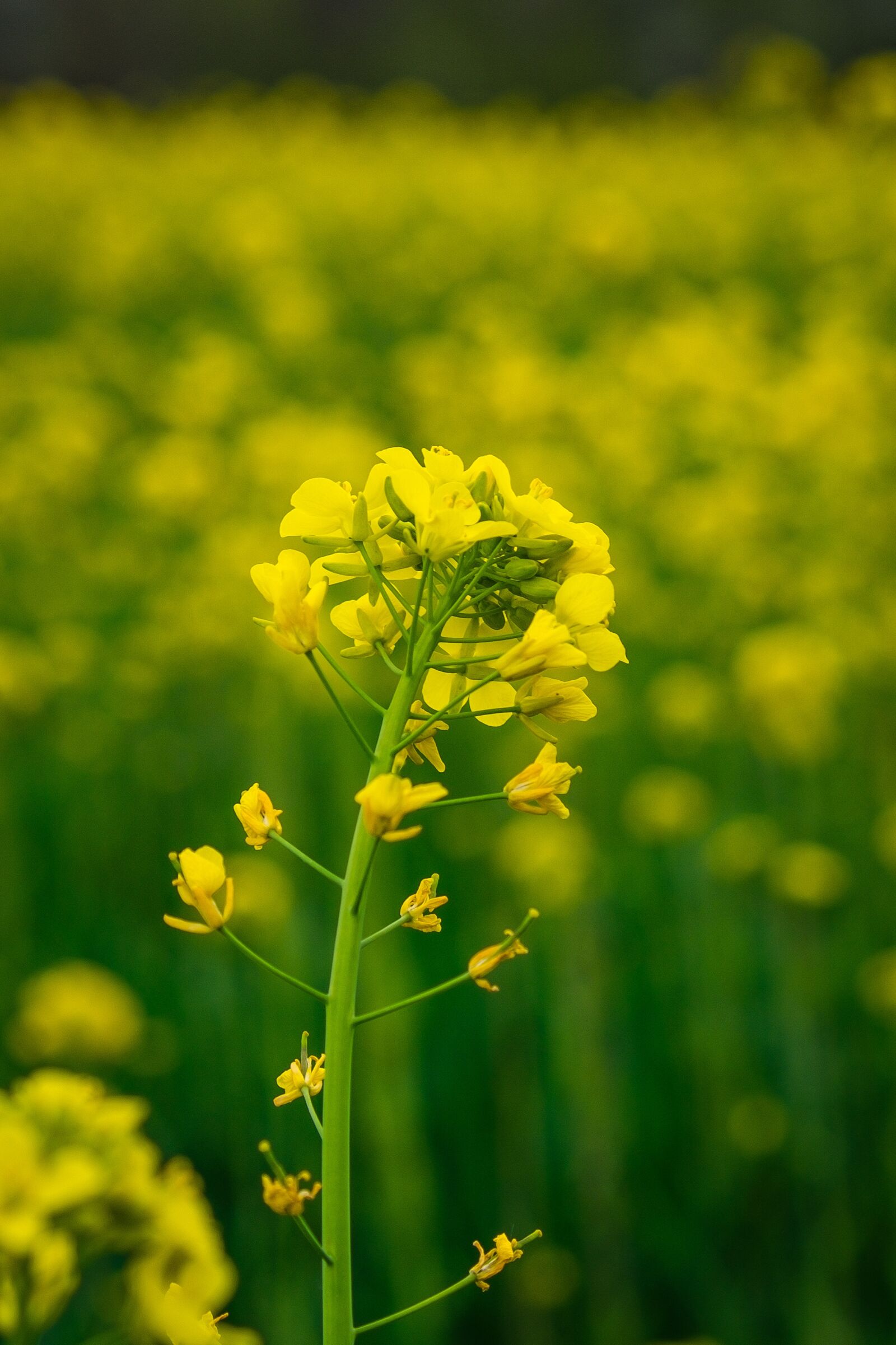 Fujifilm X-T10 sample photo. Flower, rapeseed, field photography