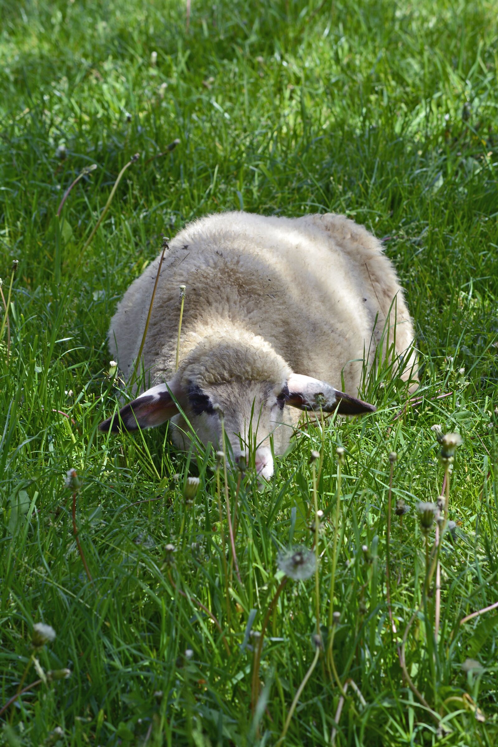 Nikon D5200 sample photo. Lamb, livestock, grass photography