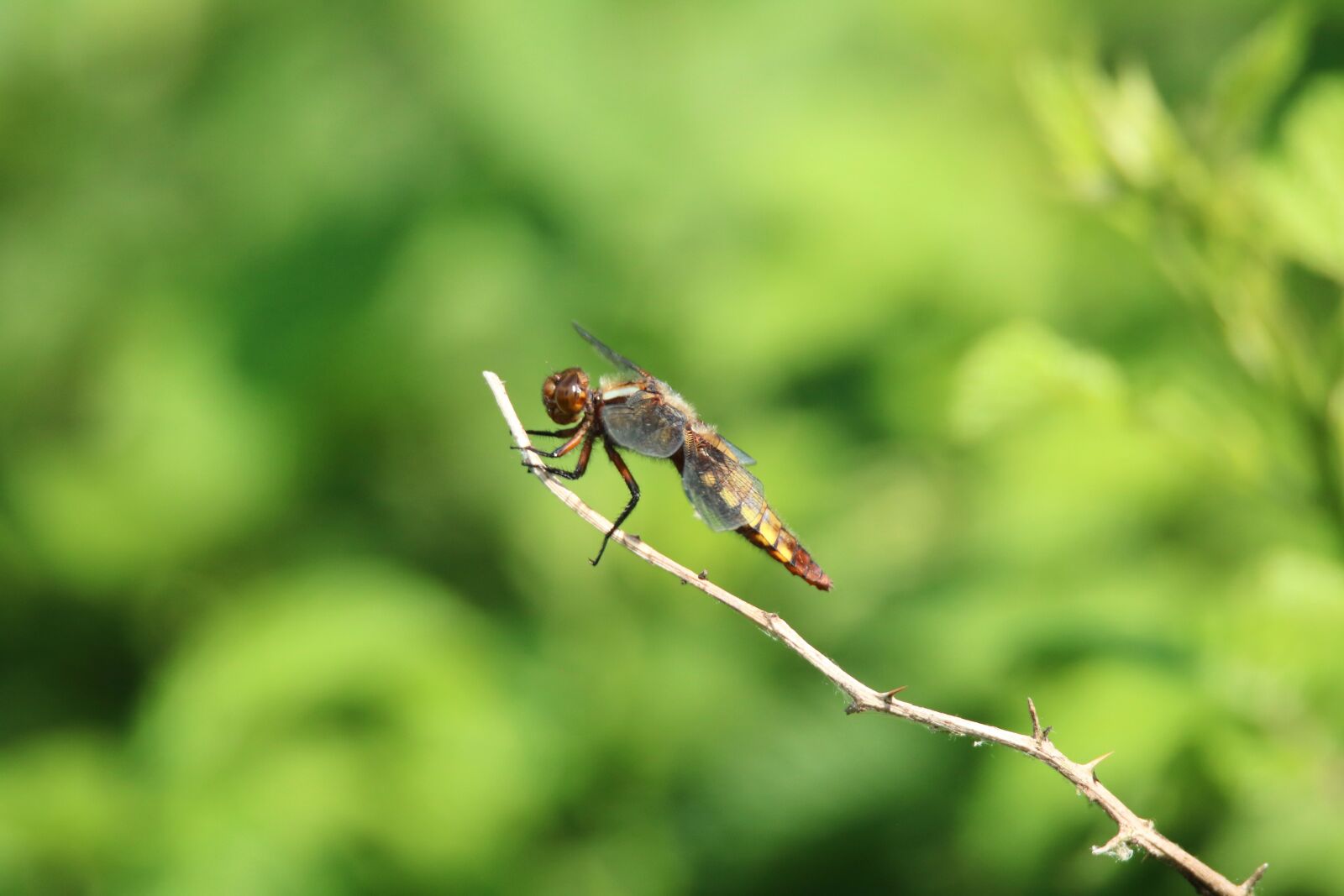 Canon EOS 750D (EOS Rebel T6i / EOS Kiss X8i) + Tamron SP 150-600mm F5-6.3 Di VC USD sample photo. Dragonfly, close up, insect photography