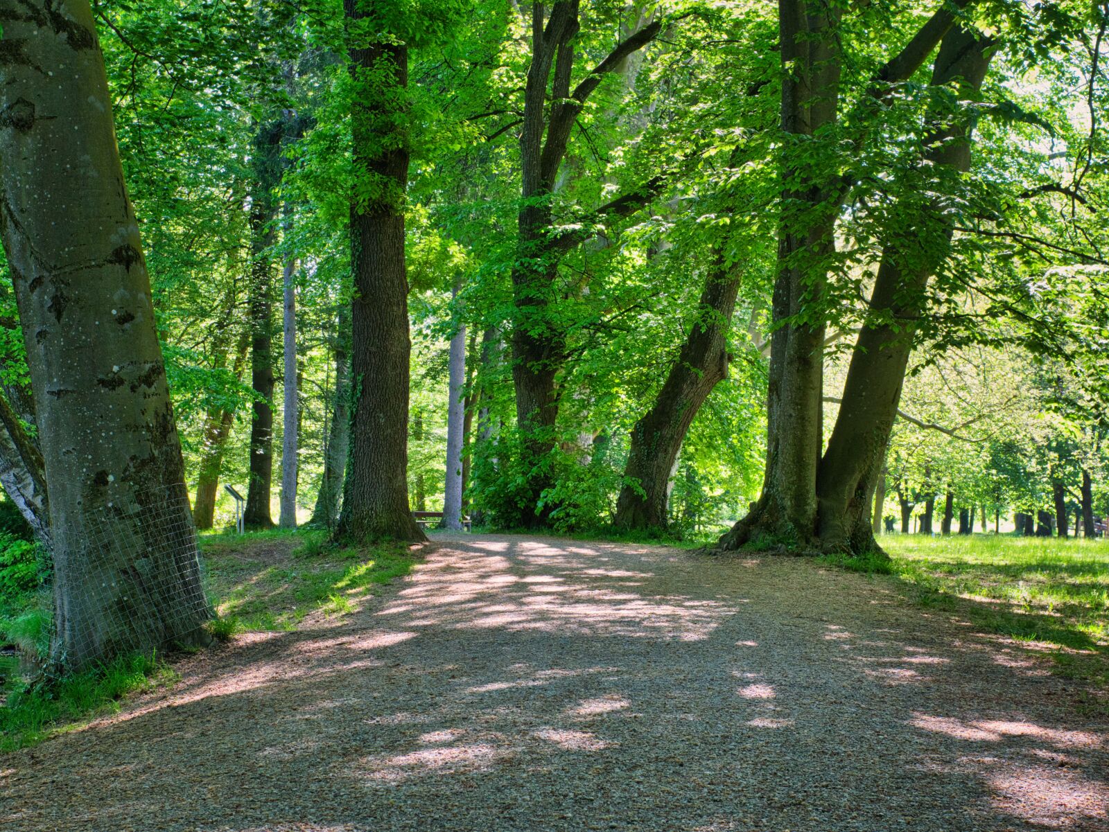 Nikon D7500 sample photo. Away, path, trees photography