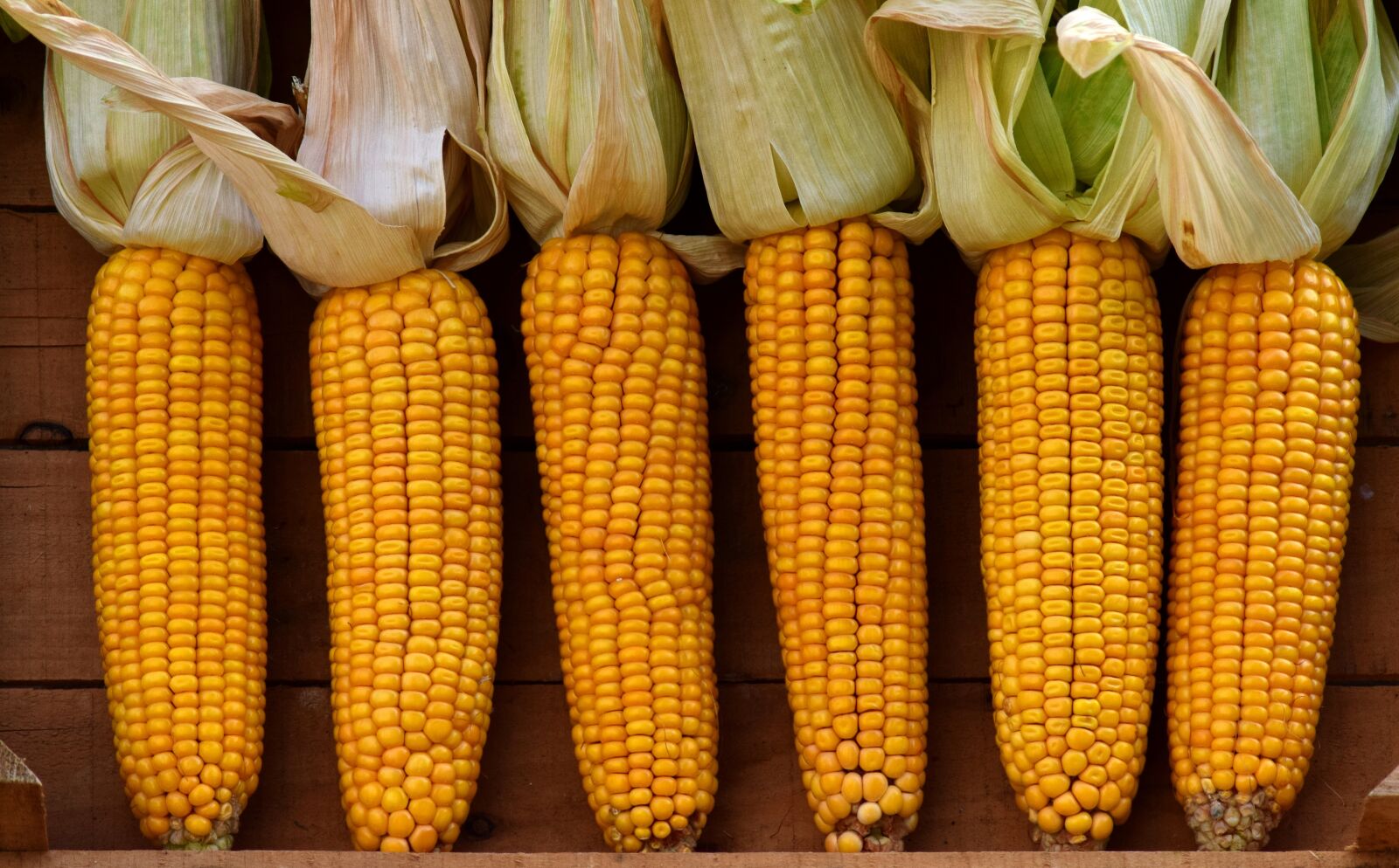 Nikon D3300 sample photo. Corn, vegetable mais, corn photography