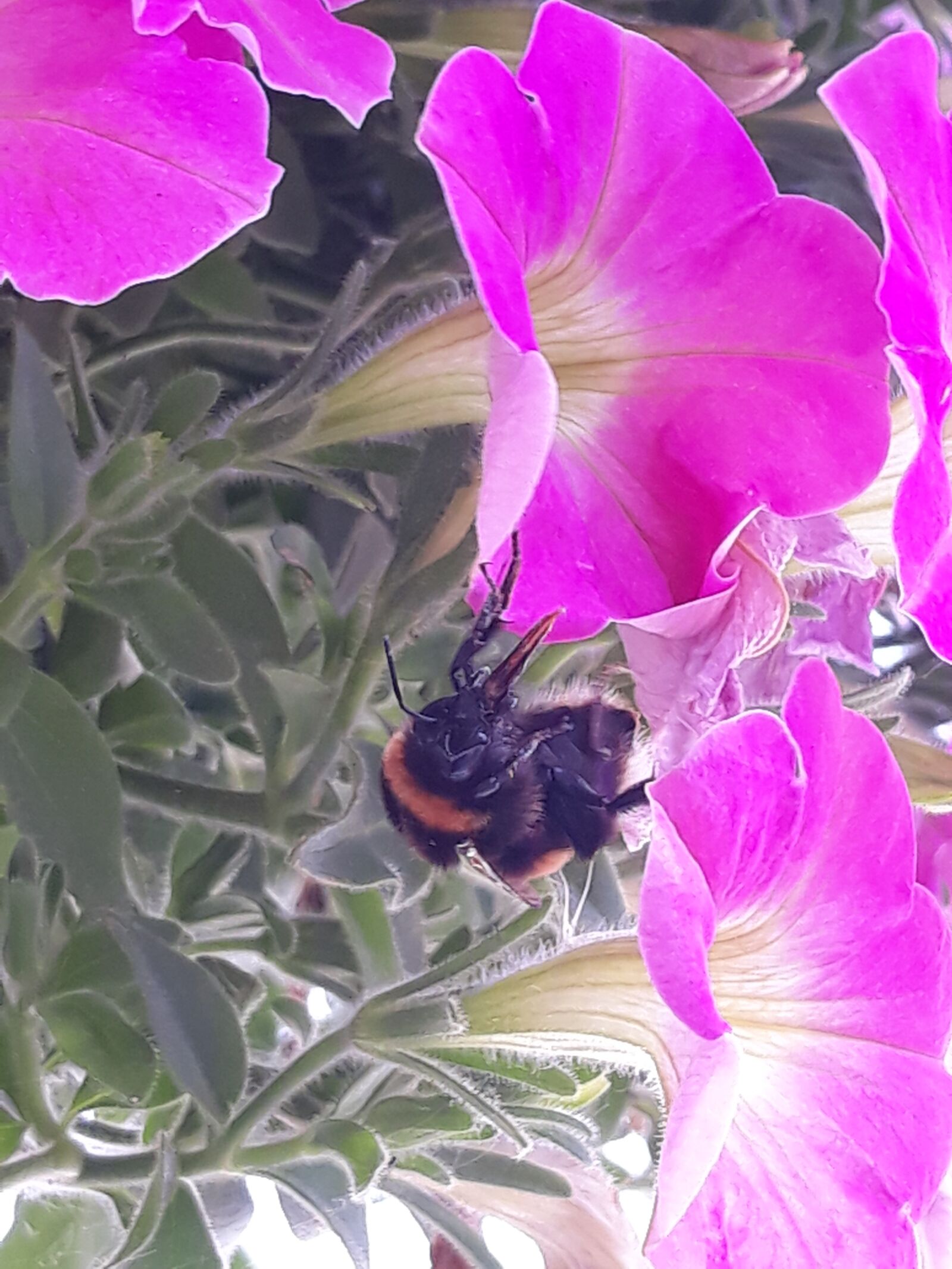 Samsung Galaxy J5 sample photo. Petunia, flowers, nature photography